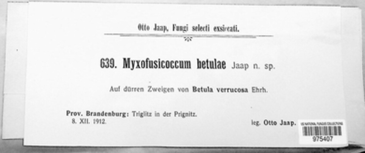 Myxofusicoccum betulae image